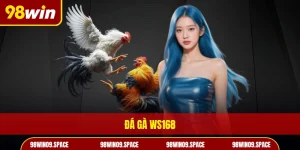 Đá gà WS168